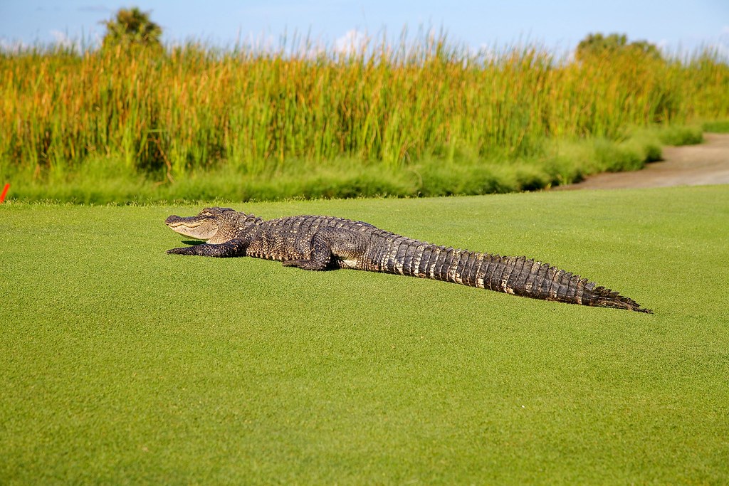 Kiawah Island Ocean Course